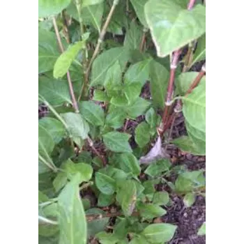 Good Dry Indigo Leaves